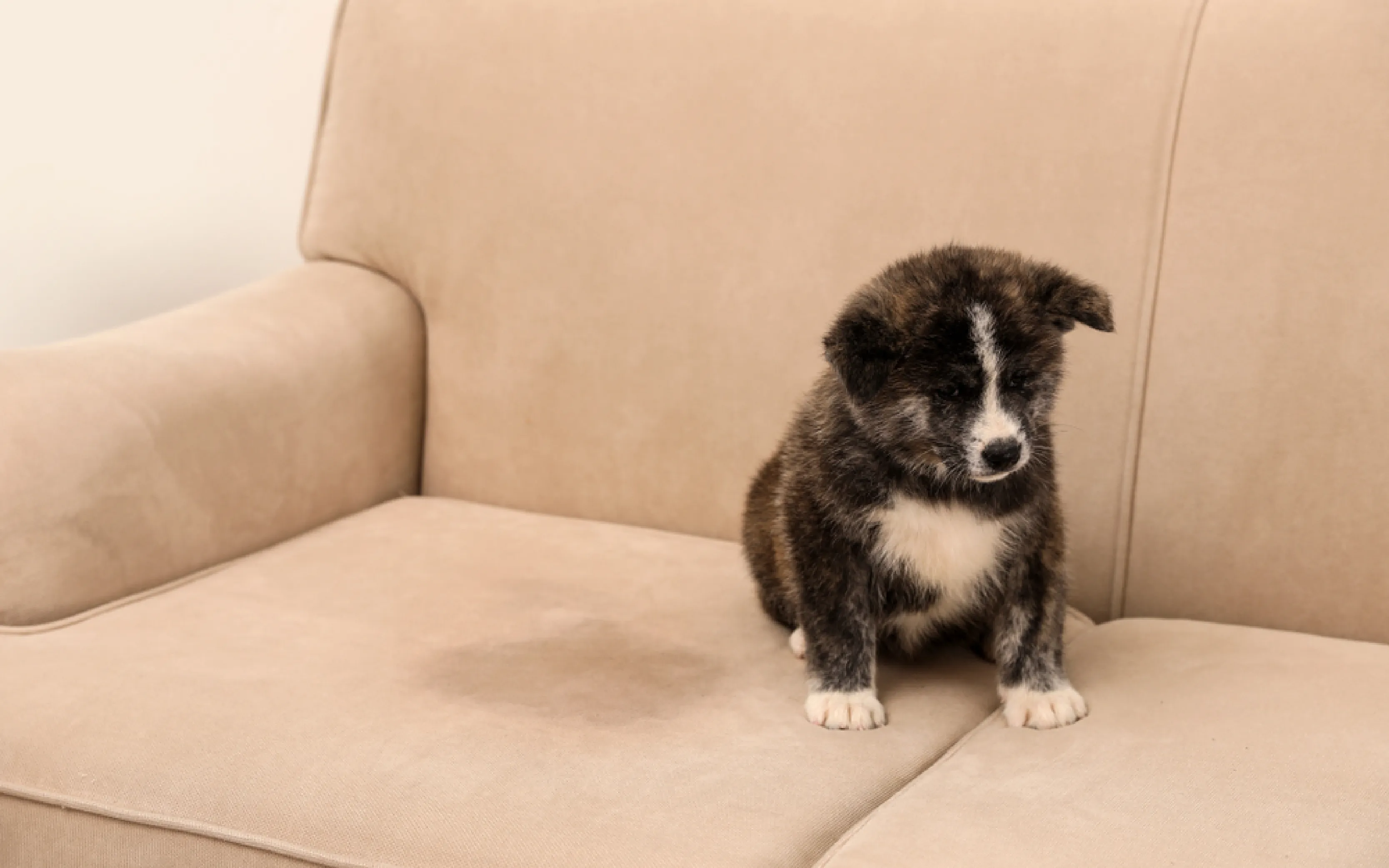 carpet cleaning in rockland, carpet cleaner in rockland, carpet cleaners in rockland, carpet cleaners in rockland, drapery cleaners in rockland, carpet cleaning in rockland, mattress cleaning in rockland, mattress cleaners in rockland, commercial carpet cleaning, commercial carpet cleaners in rockland, rockland rug cleaners, rug cleaning services in rockland same day carpet cleaning, same day rug cleaning